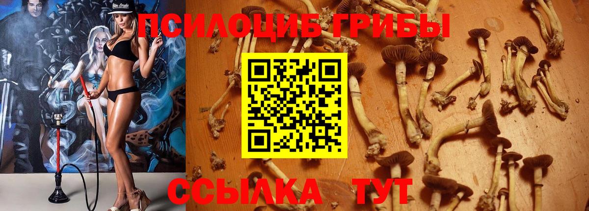 Псилоцибиновые грибы Cubensis  Вход с VPN  купить наркотики цена  Хасавюрт 